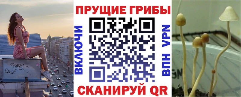 Галлюциногенные грибы Psilocybine cubensis  мега как войти  Мезень 